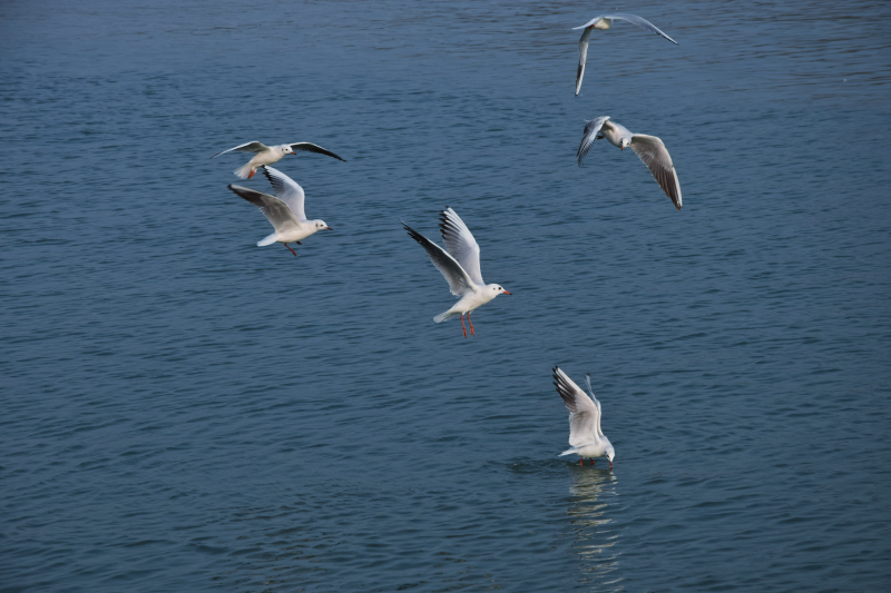 海鸥翱翔水面图片