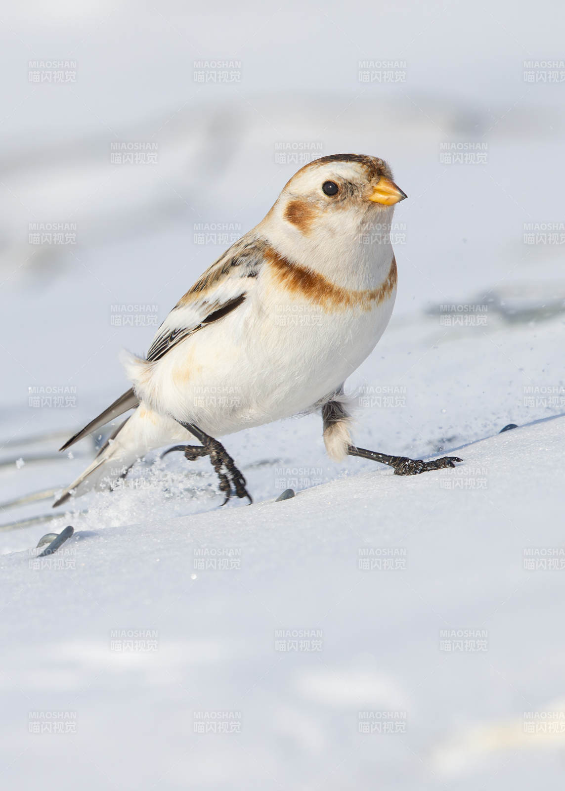 雪地中的雪鹀图片