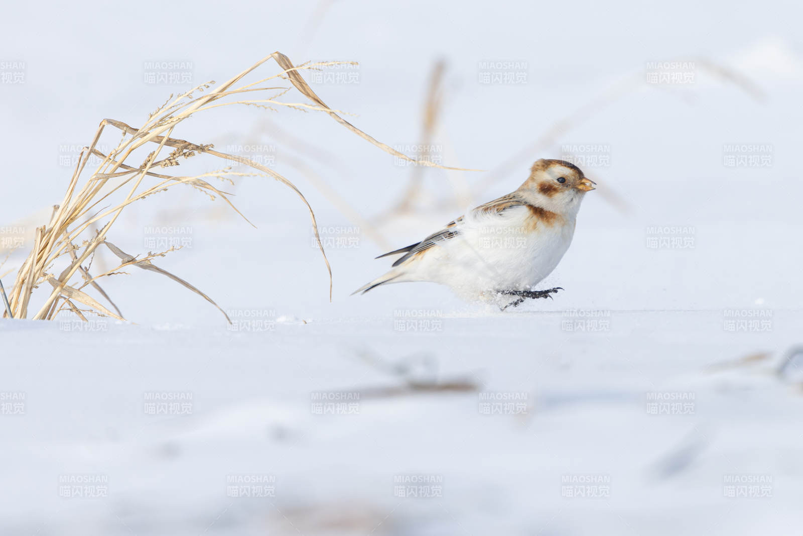 雪地中的小鸟图片