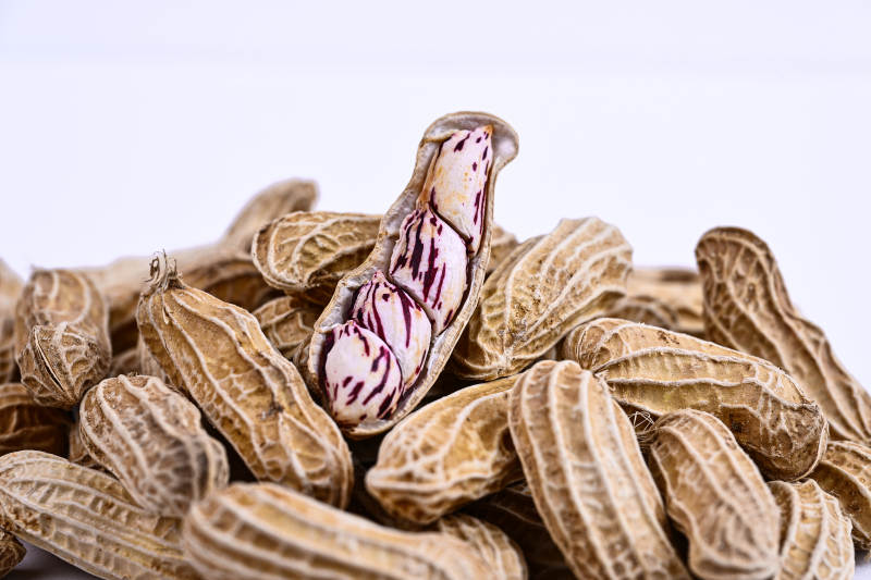 多彩纹路的新鲜紫纹花生特写图片