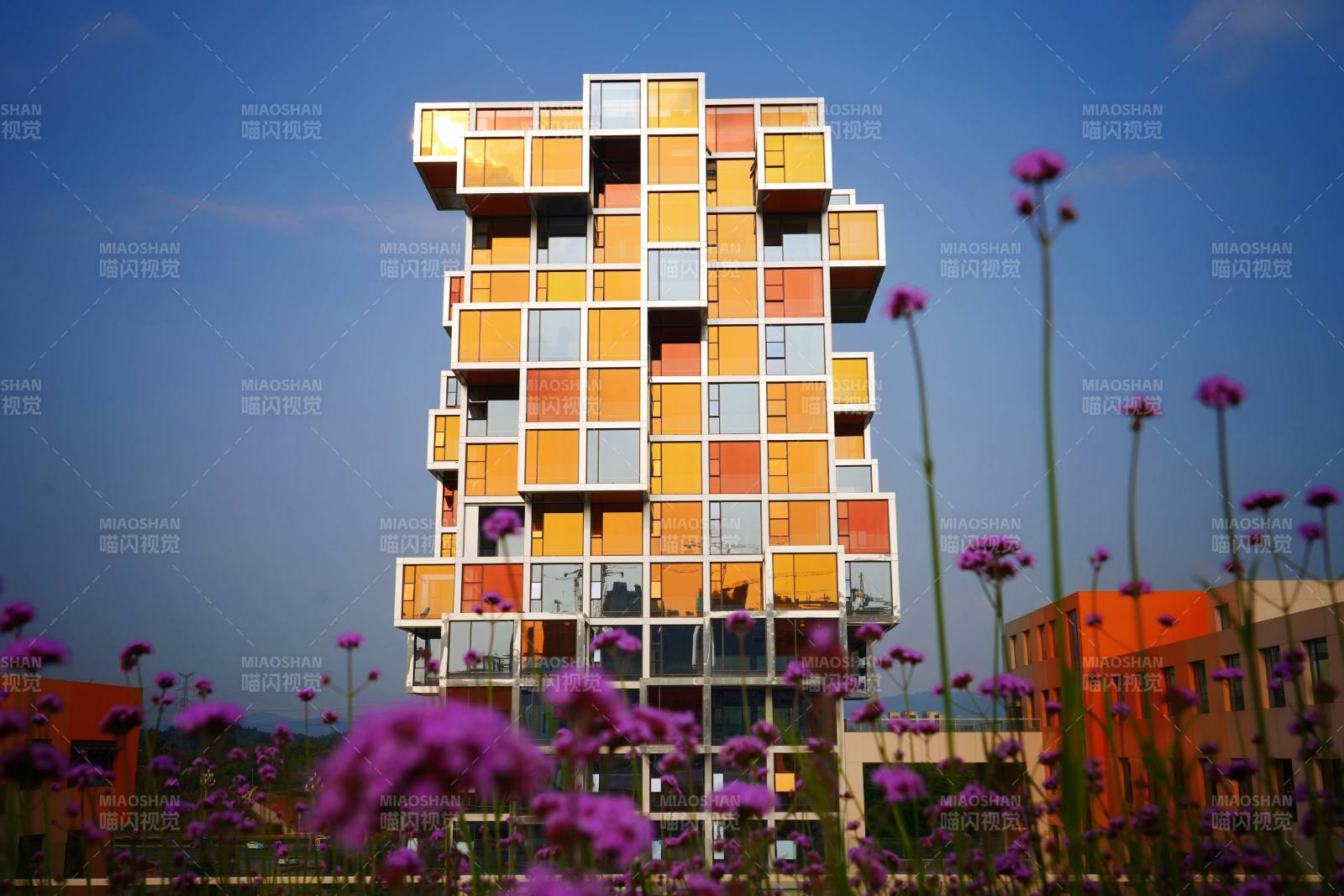 彩色建筑与紫花图片