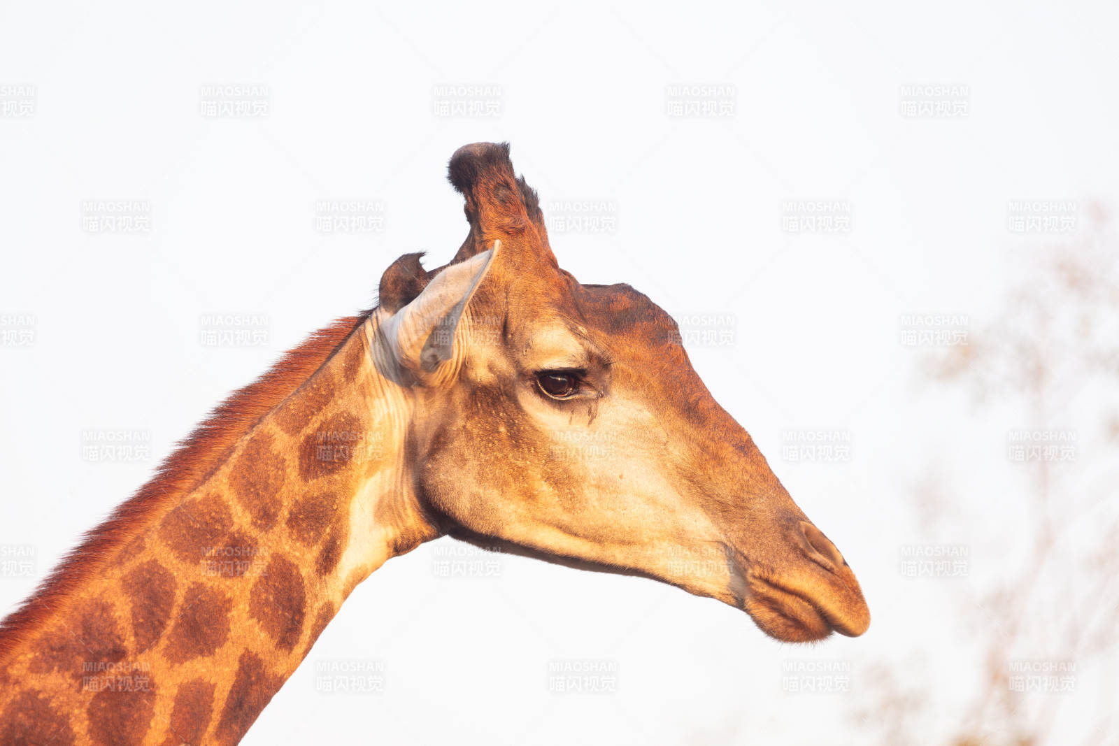 长颈鹿侧脸特写图片