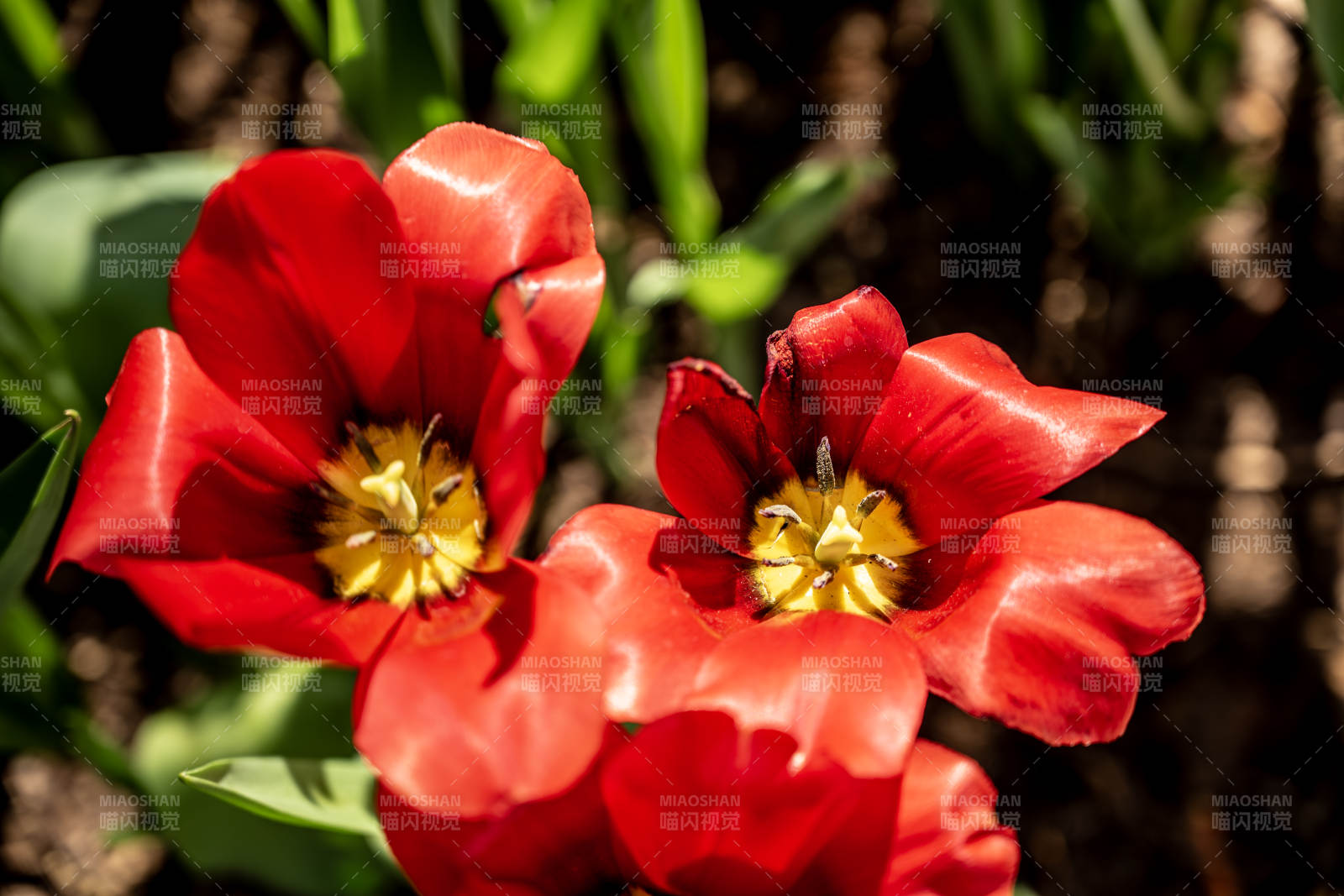 红郁金香绽放图片