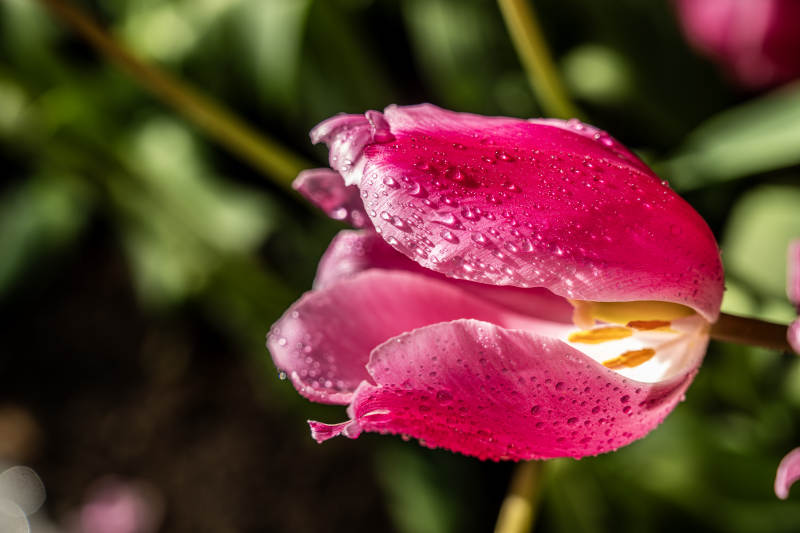 雨后粉红郁金香图片