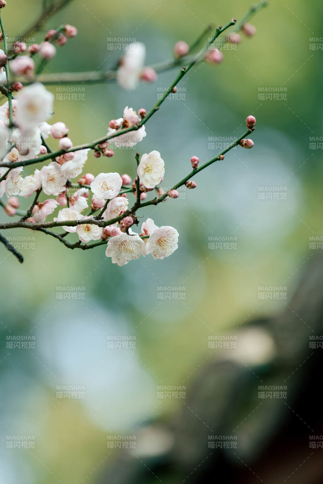 梅花绽放枝头图片