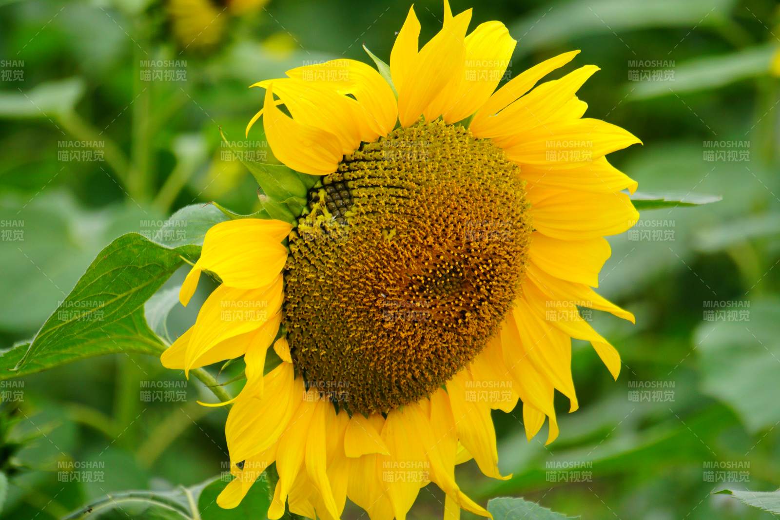向日葵绽放图片