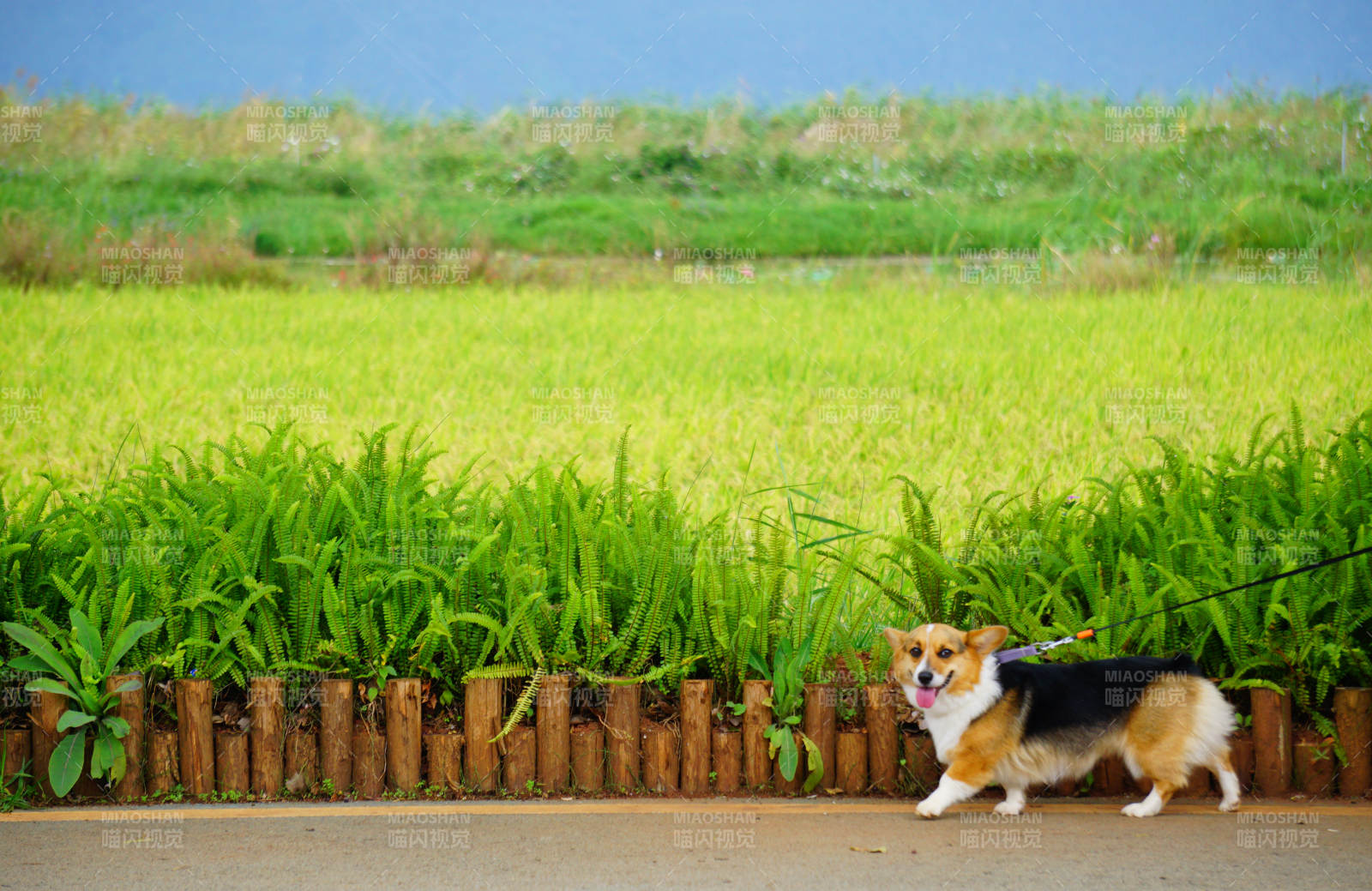 柯基田园小径行图片