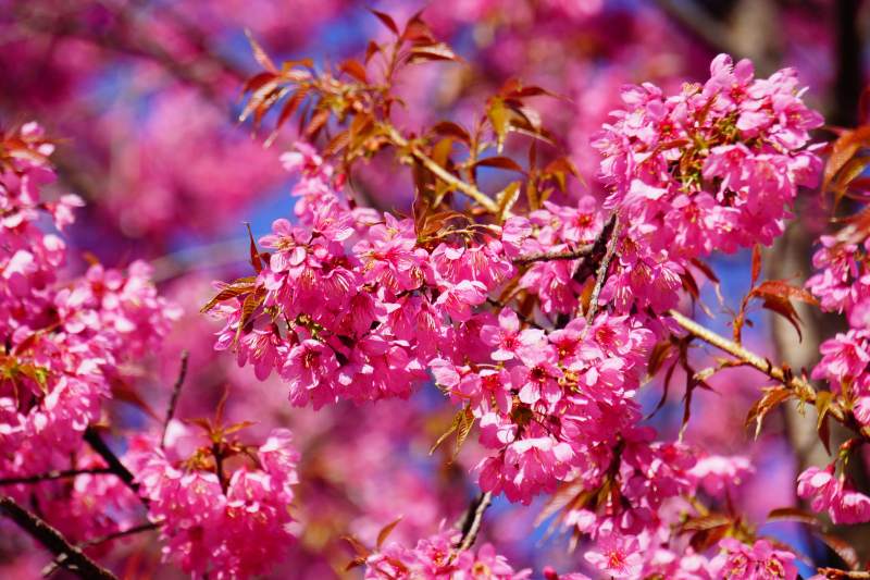 樱花绽放春意浓图片