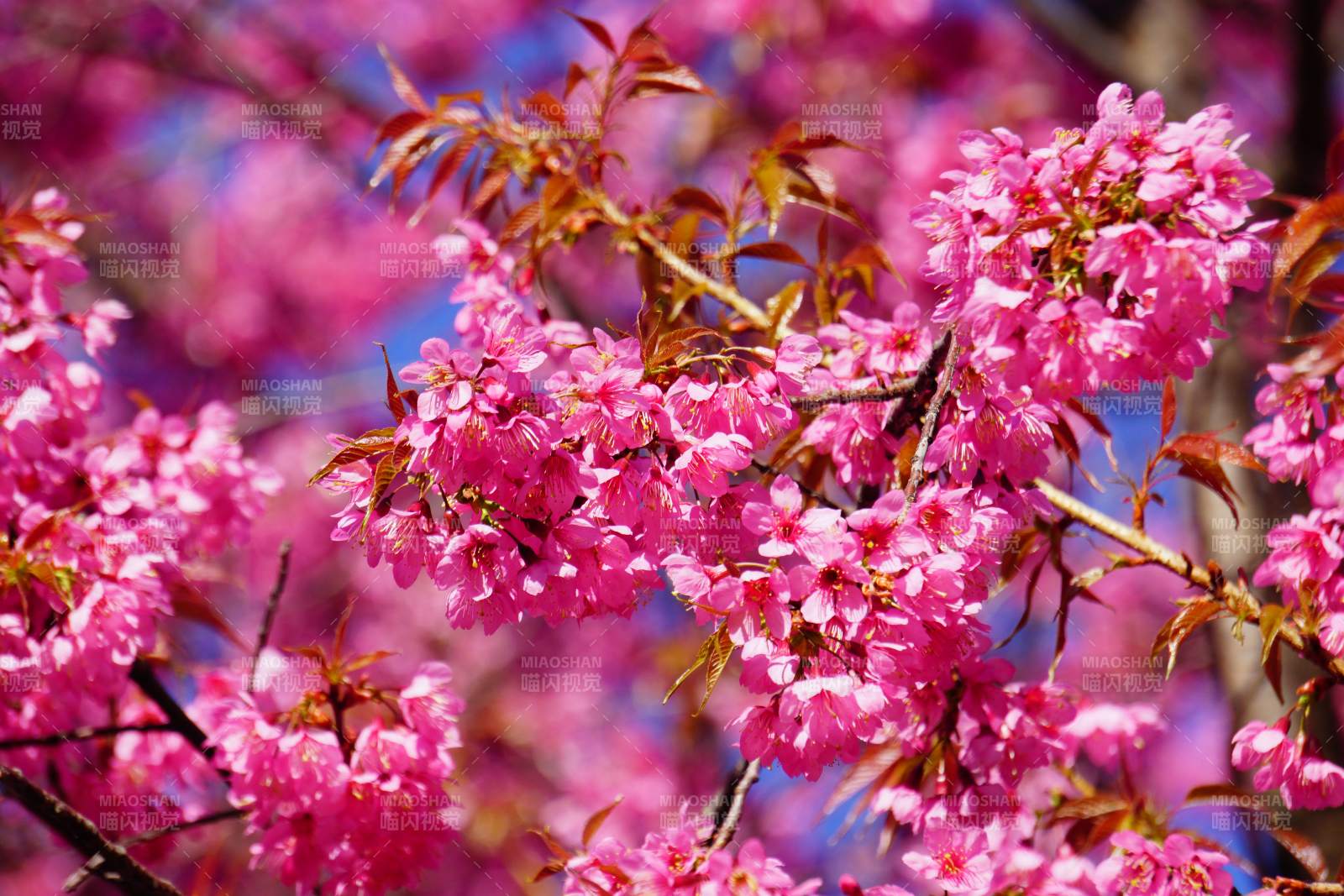 樱花绽放春意浓图片