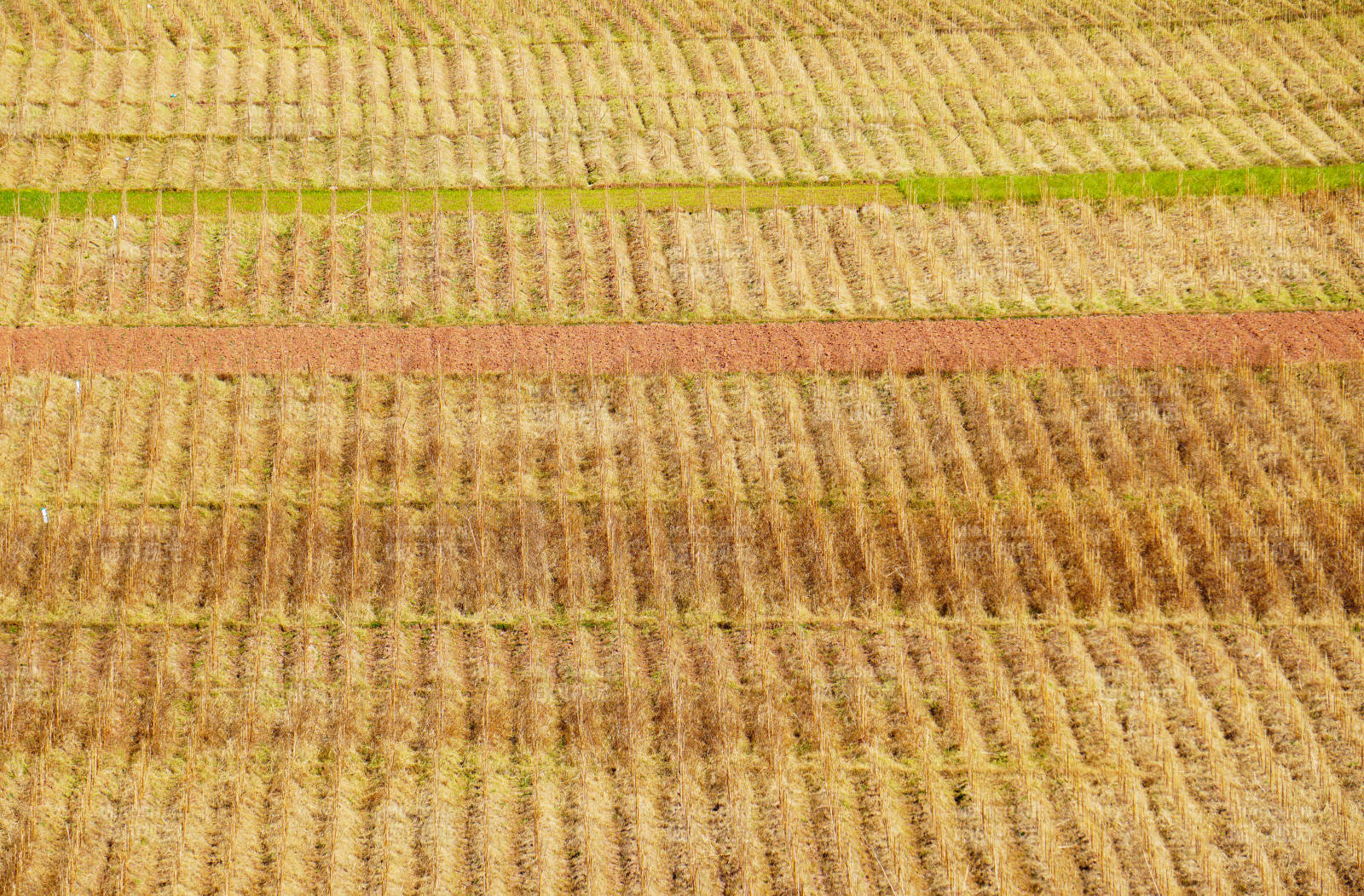 金黄稻田航拍图图片