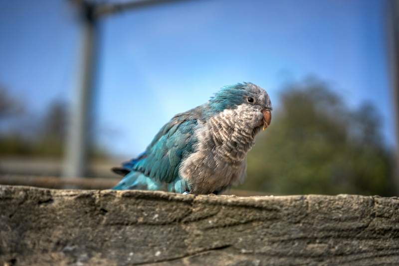 蓝羽鹦鹉栖木上图片