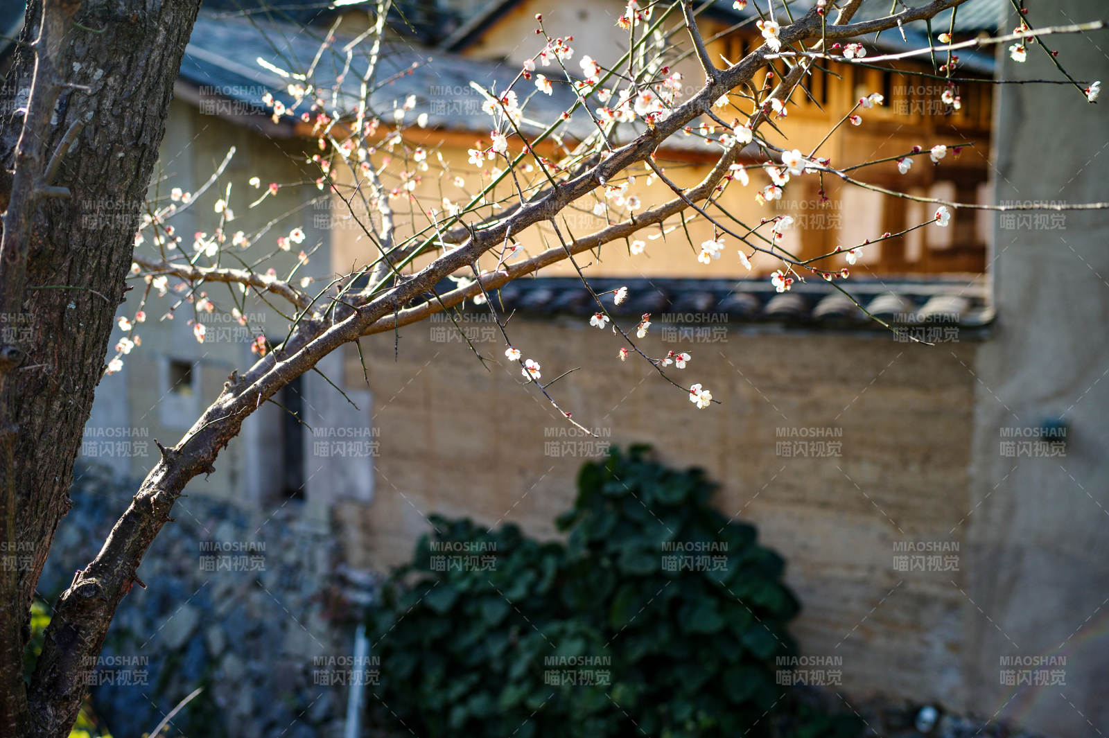 梅枝映古屋图片