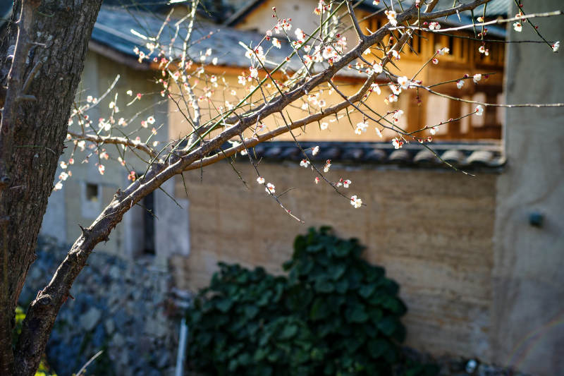 梅枝映古屋图片