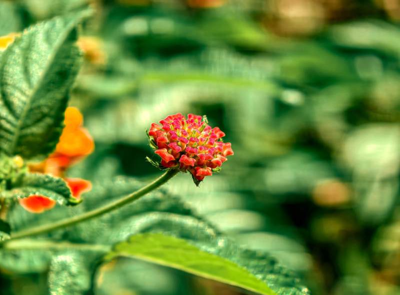 红花绿叶相映成趣图片