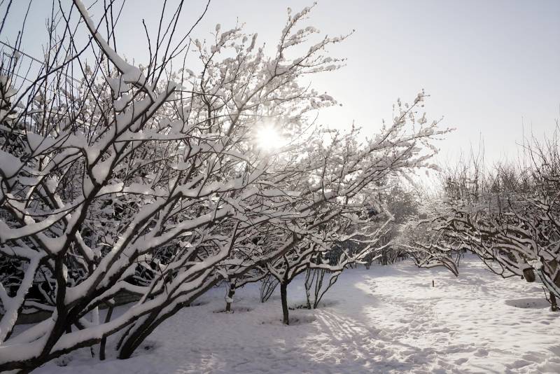 北京的第一场雪图片