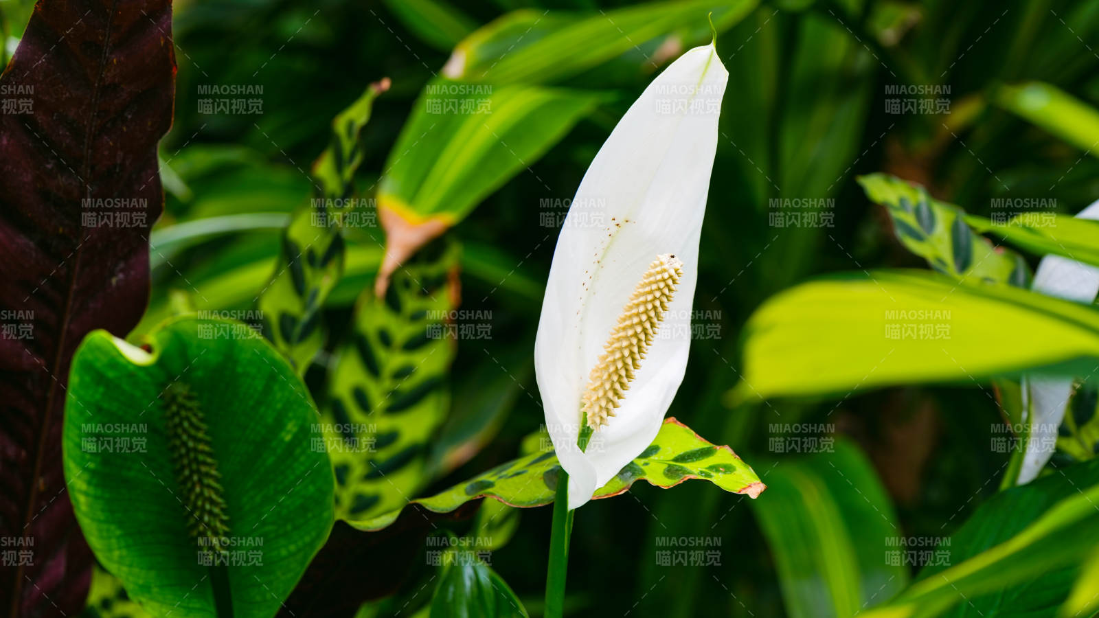 洁白花苞绿叶衬图片