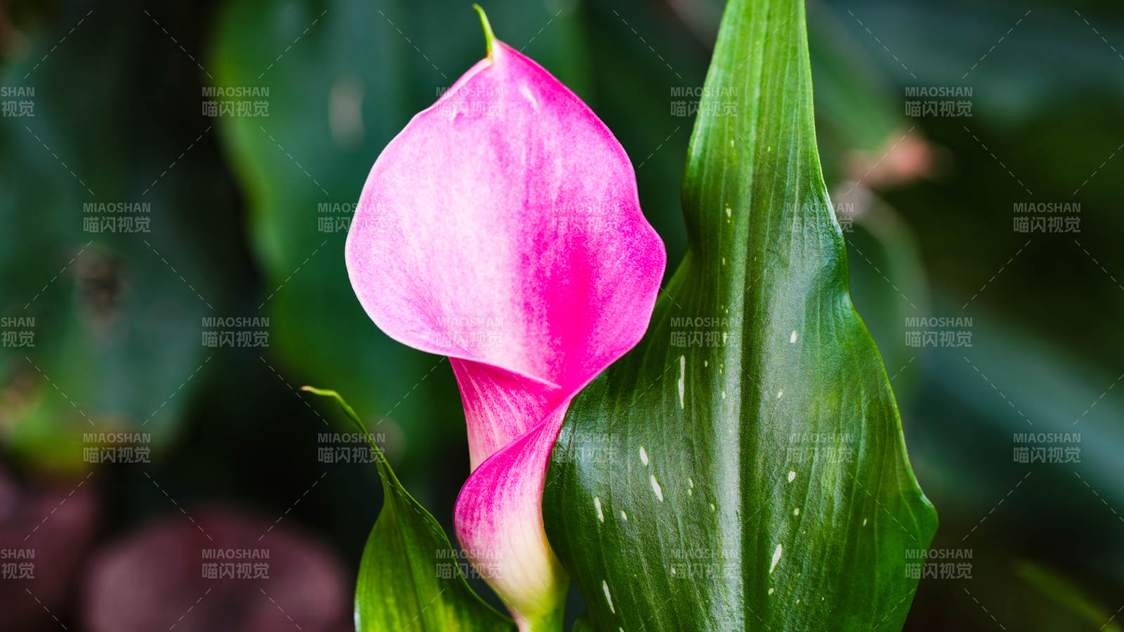 粉红马蹄莲绽放图片