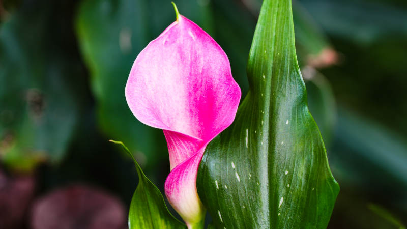 粉红马蹄莲绽放图片