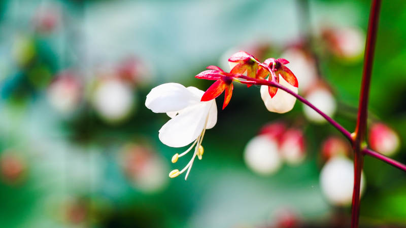 白花红萼映绿意图片