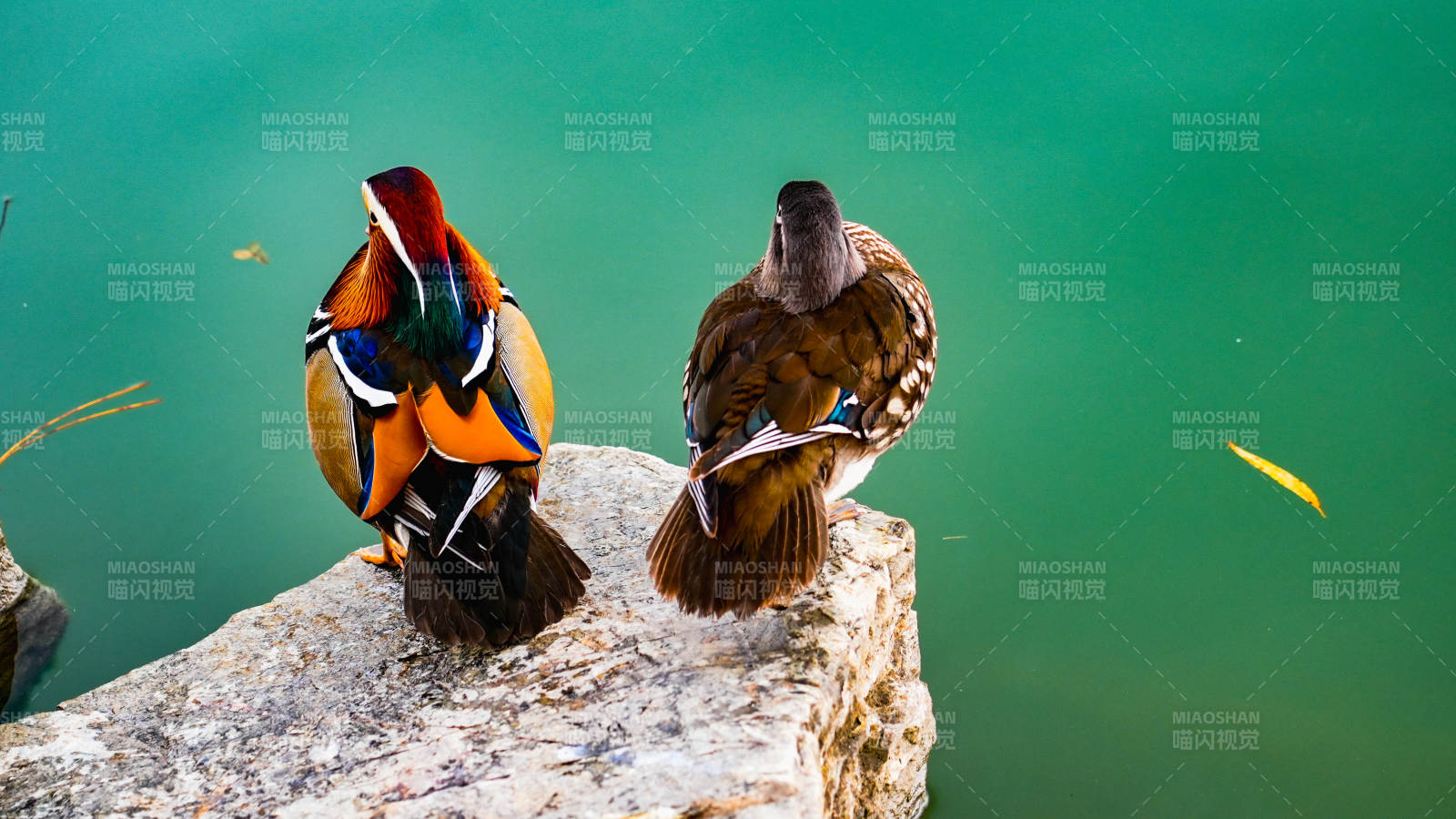 鸳鸯静坐湖畔图片