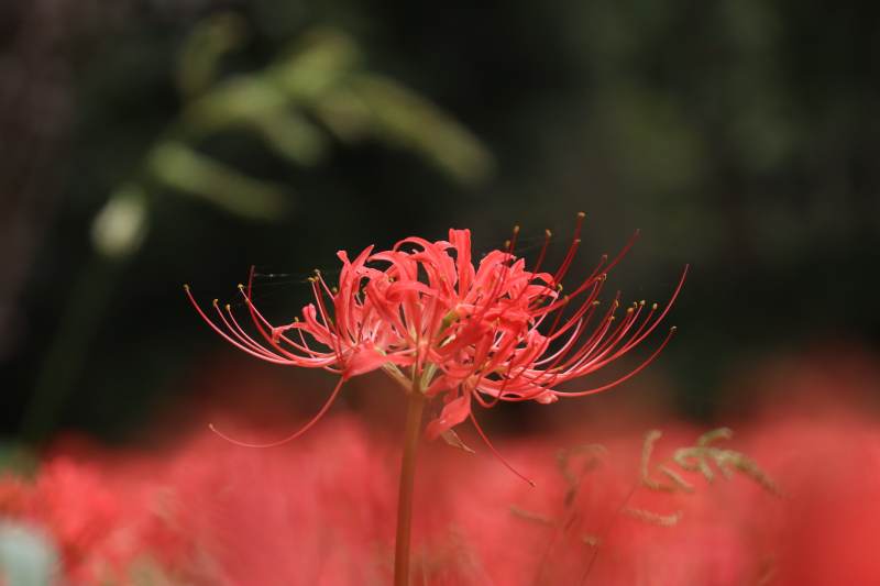 彼岸花绽放图片
