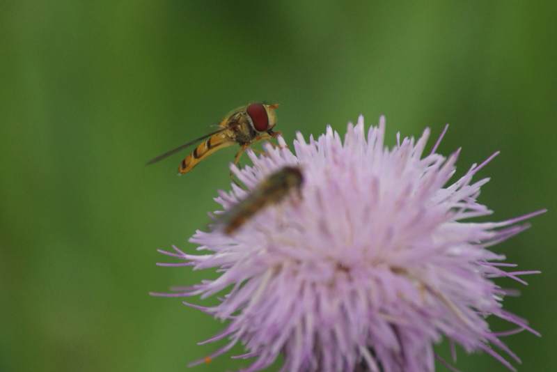 花上飞舞的蜜蜂图片