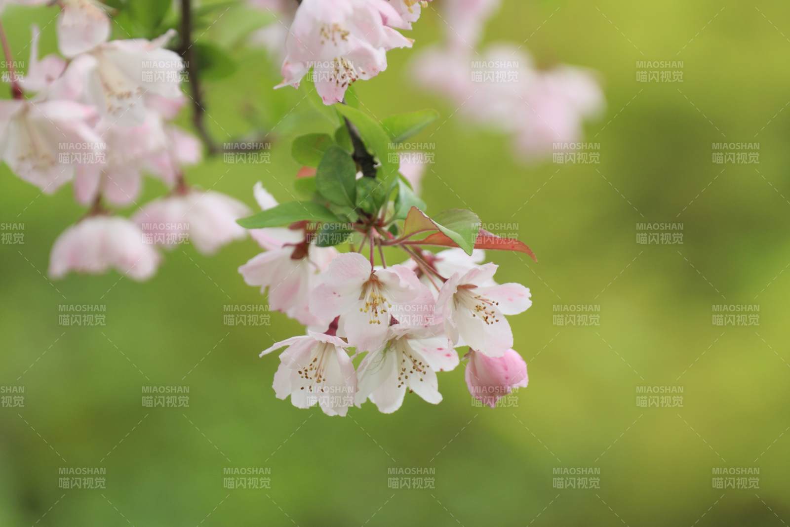 樱花绽放春意浓图片