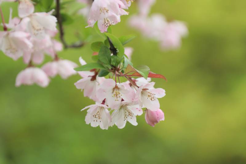 樱花绽放春意浓图片