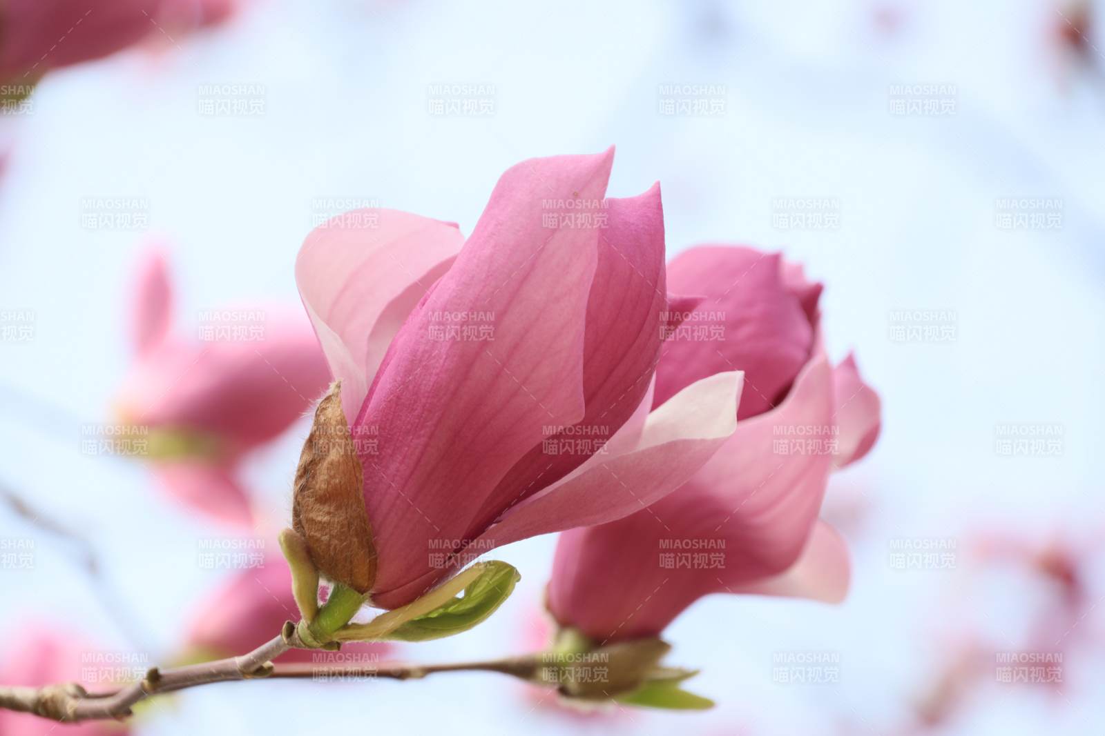 粉红玉兰花绽放图片