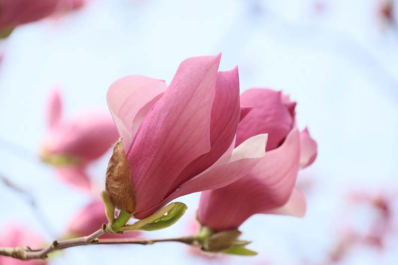 粉红玉兰花绽放图片