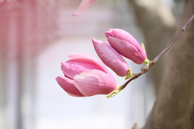 粉红玉兰花绽放图片