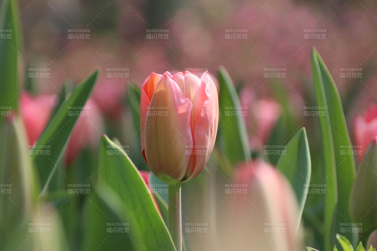 粉红郁金香绽放图片