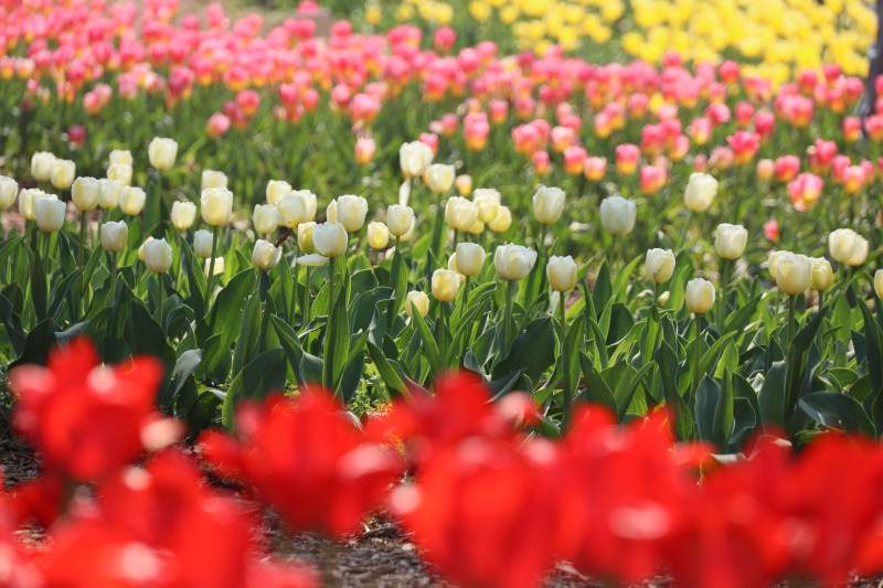 五彩郁金香花海图片