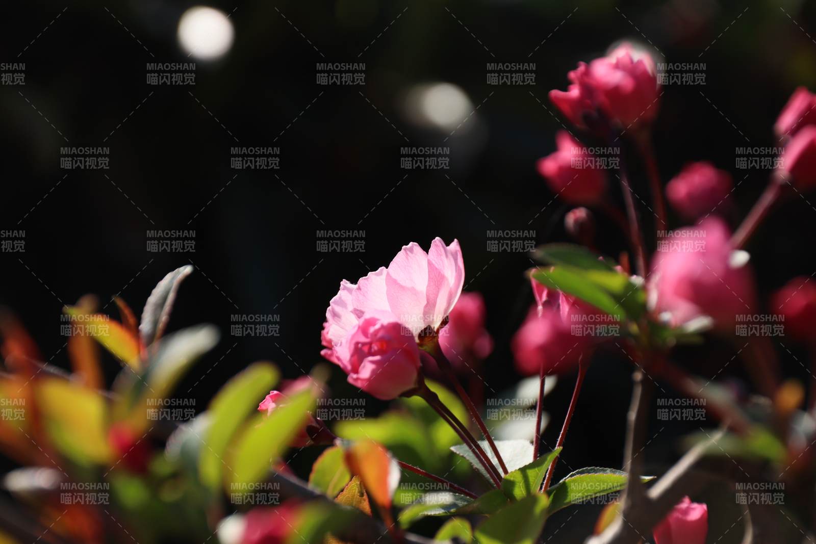 粉花绽放枝头图片