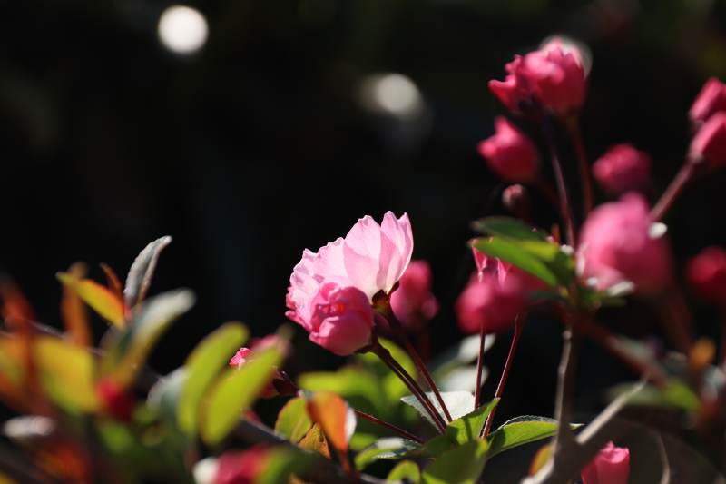 粉花绽放枝头图片
