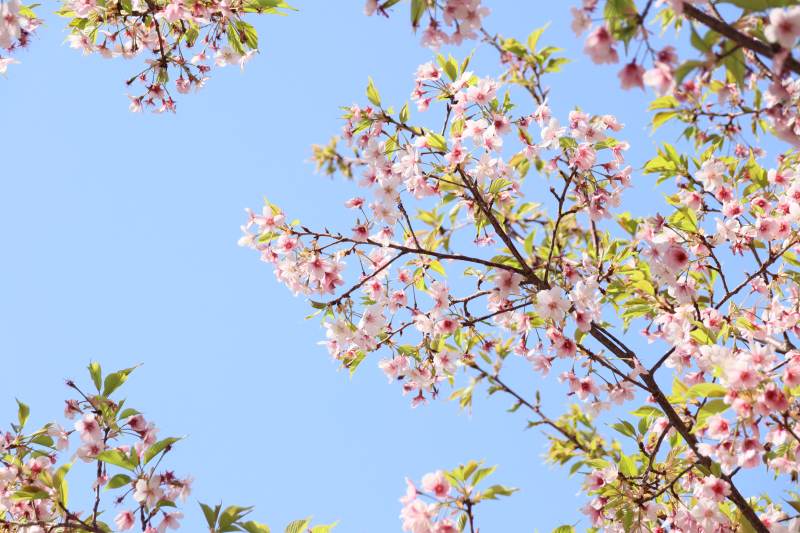 樱花绽放 春意盎然图片