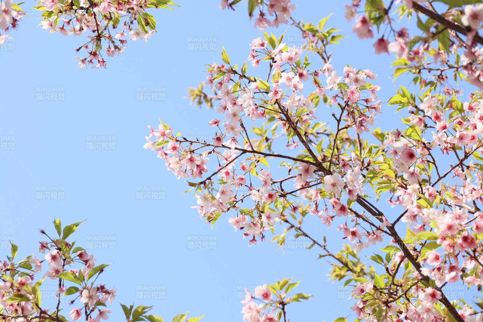 樱花绽放 春意盎然图片