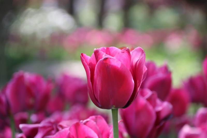 粉红郁金香绽放图片