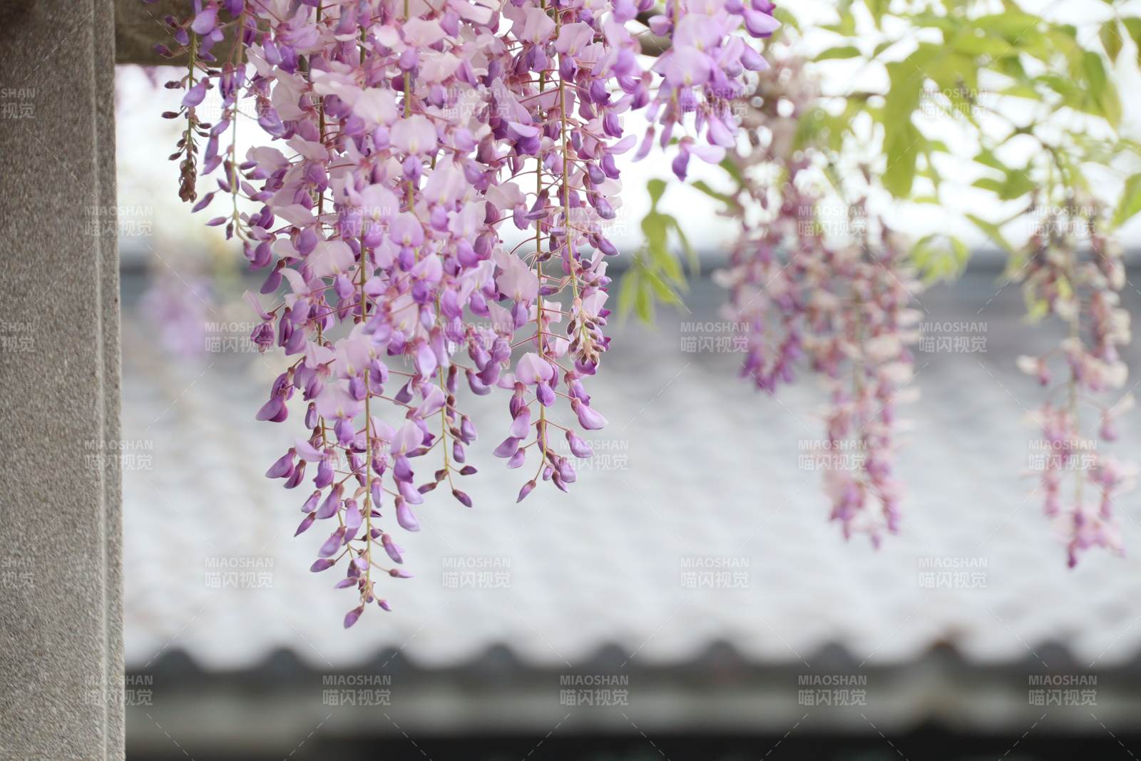 紫藤花垂挂屋檐图片