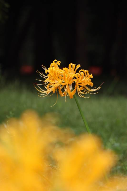 金秋彼岸花绽放图片