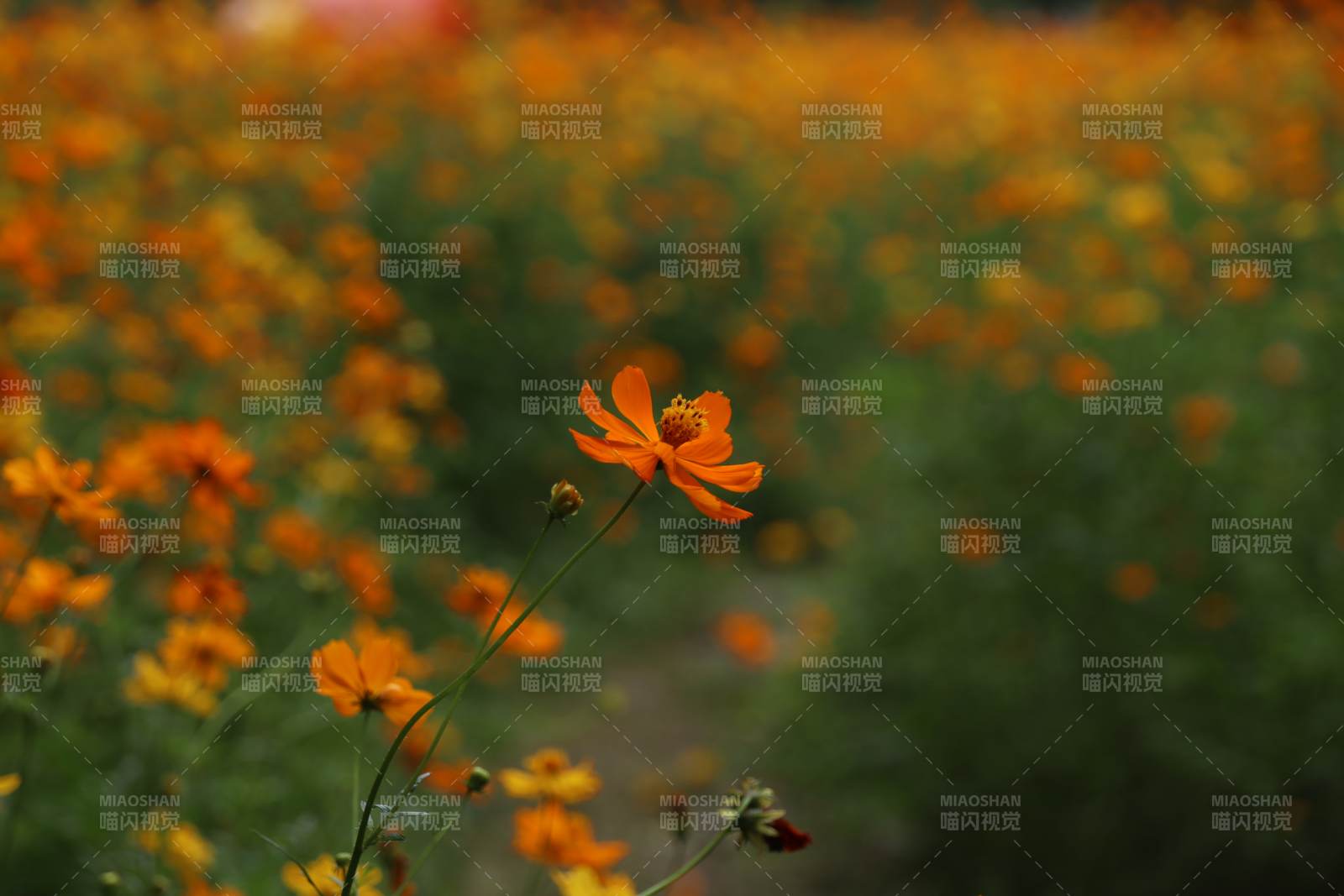 橙花绽放的田野图片