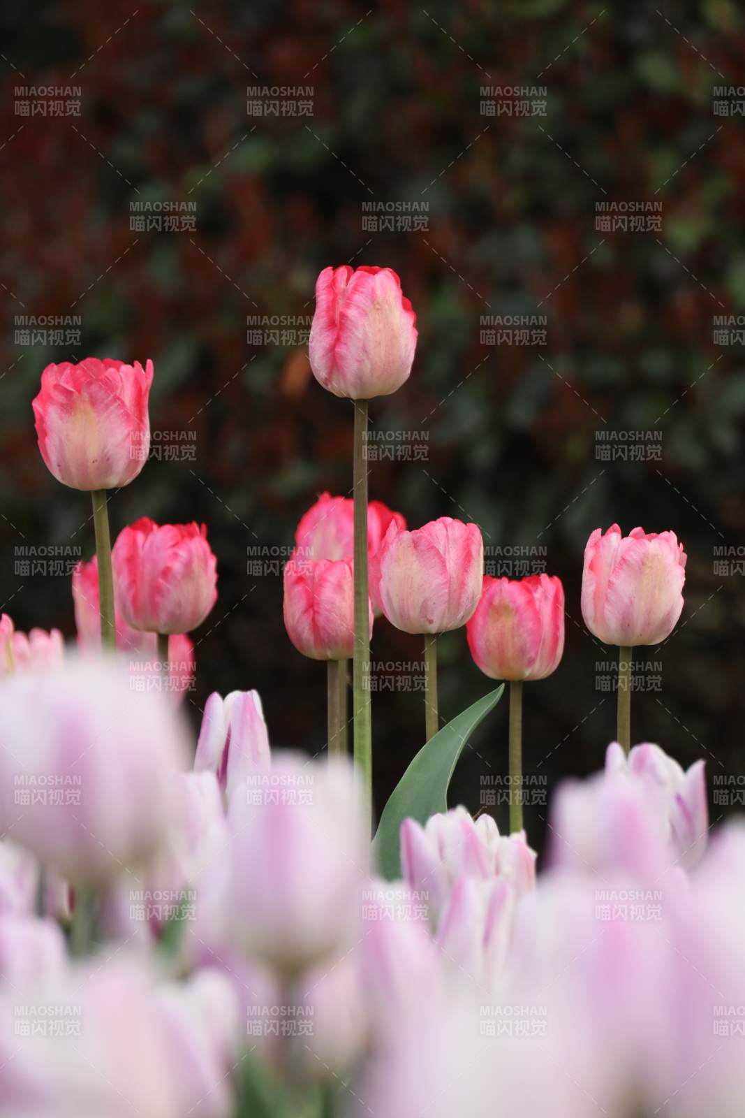 粉红郁金香绽放图片