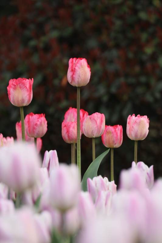 粉红郁金香绽放图片