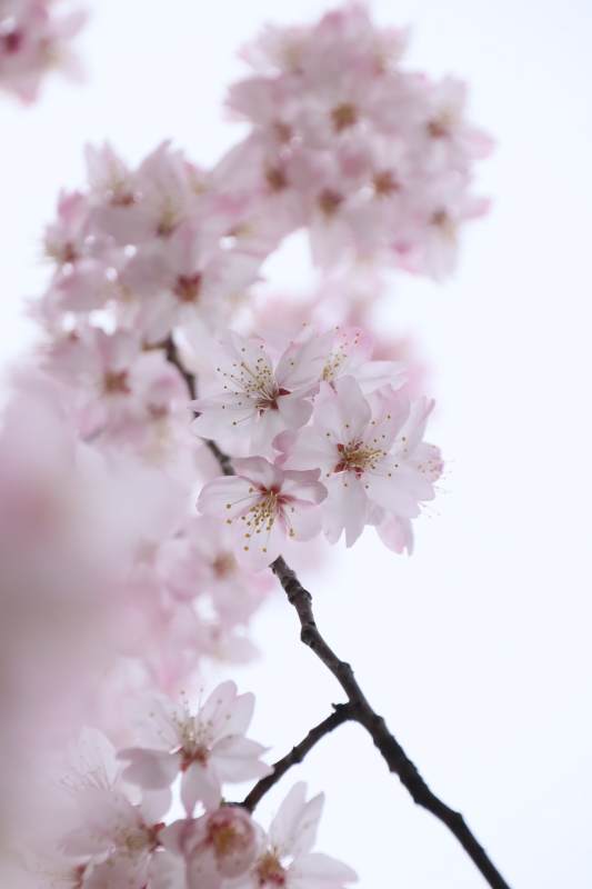 樱花绽放枝头图片