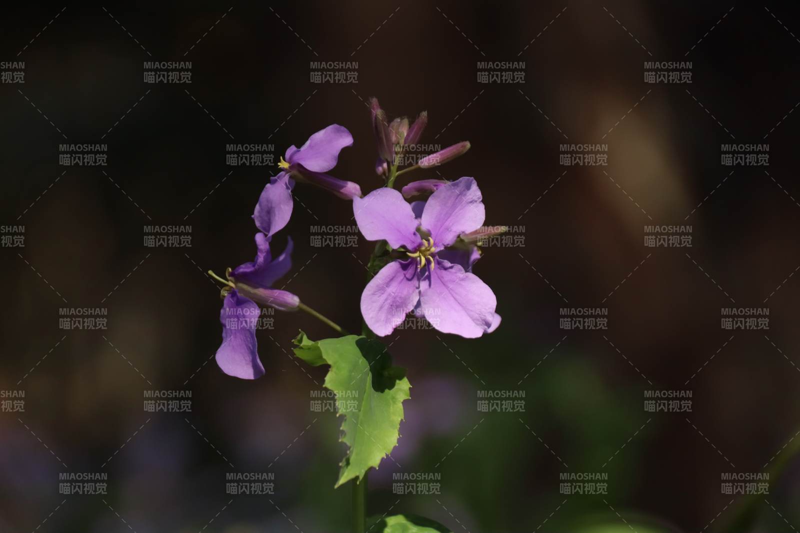 紫花绽放 绿叶相伴图片