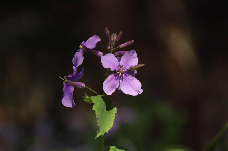 紫花绽放 绿叶相伴图片