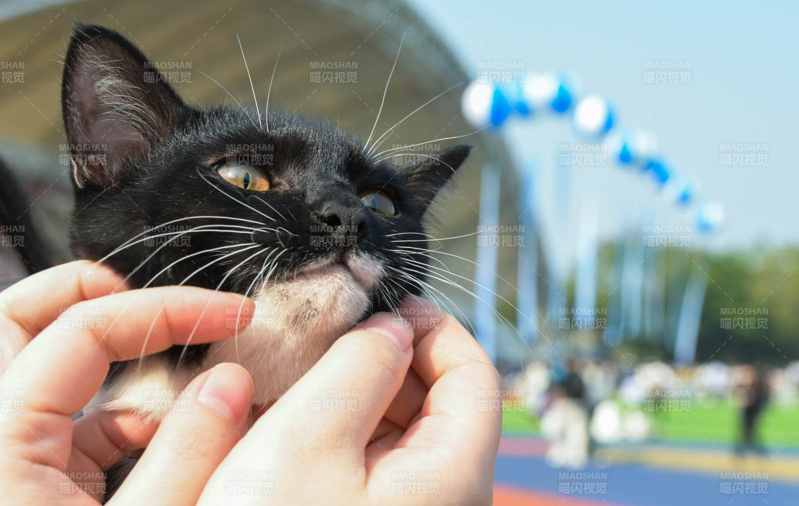 黑猫被轻柔抚摸图片