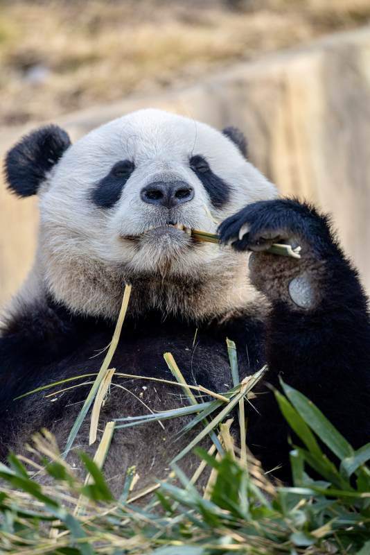 熊猫啃竹子图片