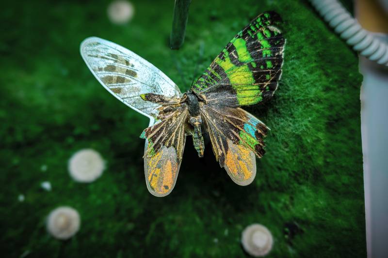 彩蝶栖绿叶图片