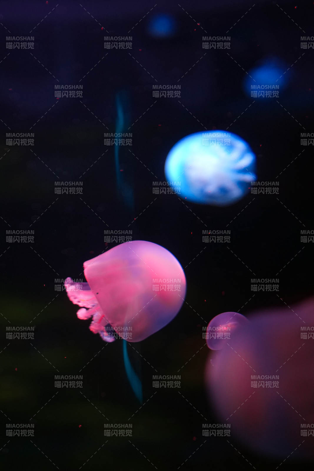 梦幻水母游弋图片